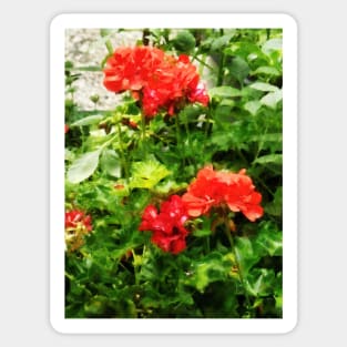 Bright Red Geraniums Sticker